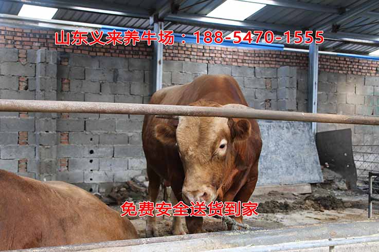 义来养牛场