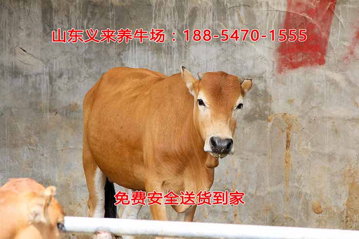 义来养牛场