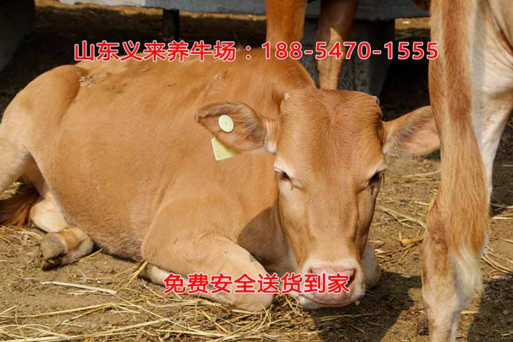 义来养牛场