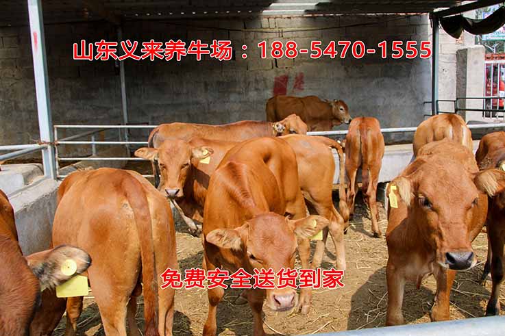 义来养牛场