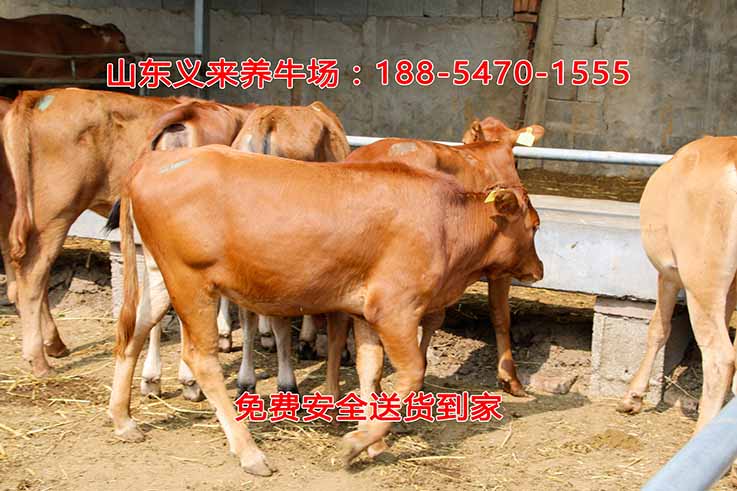 义来养牛场