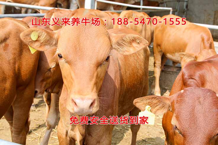义来养牛场