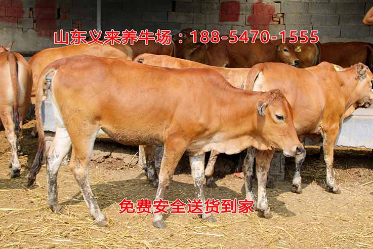 义来养牛场