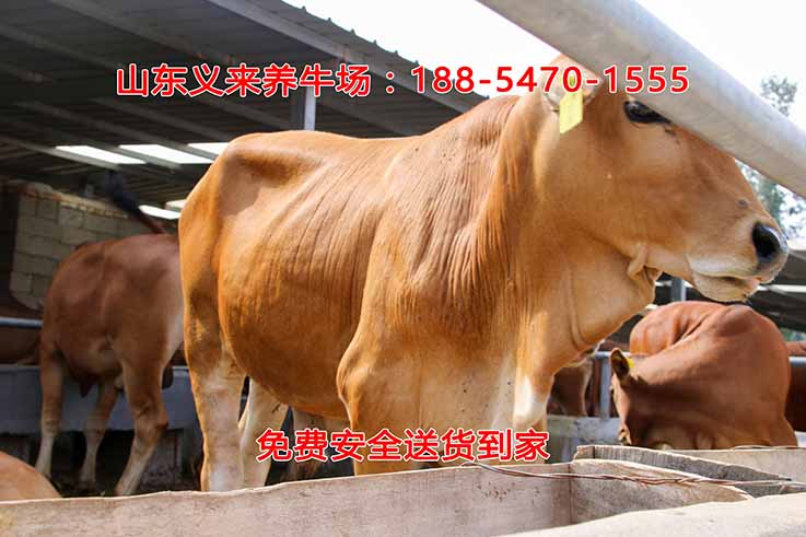 义来养牛场