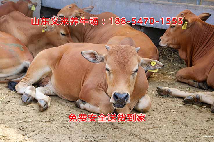 义来养牛场