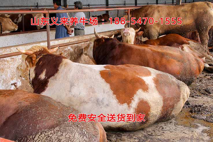 义来养牛场