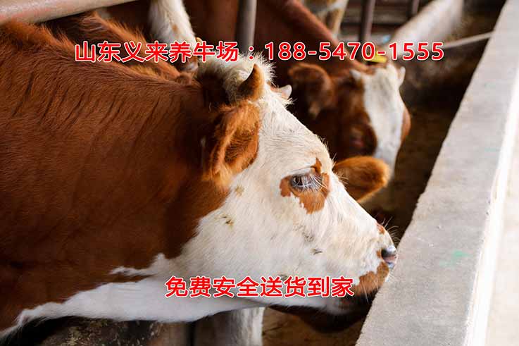 义来养牛场
