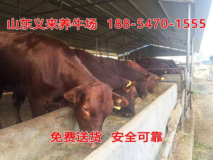 义来养牛场