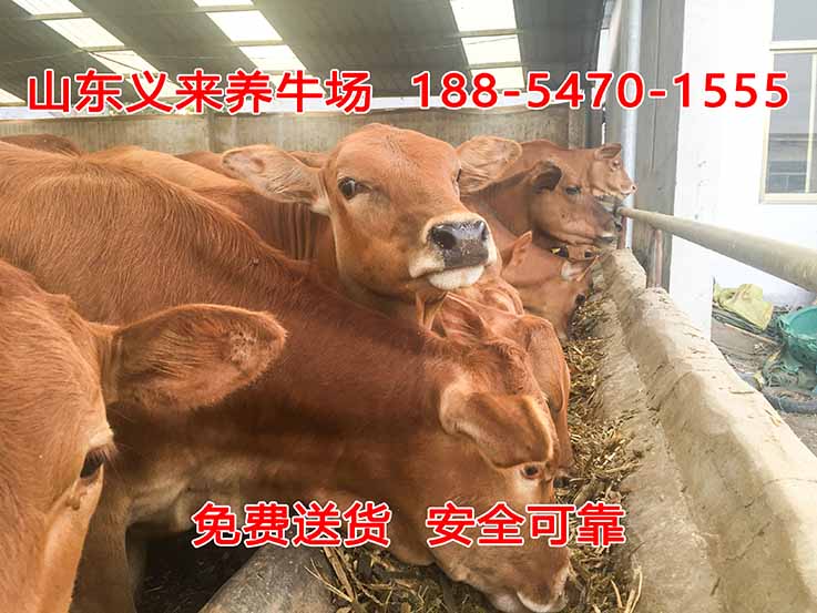 义来养牛场