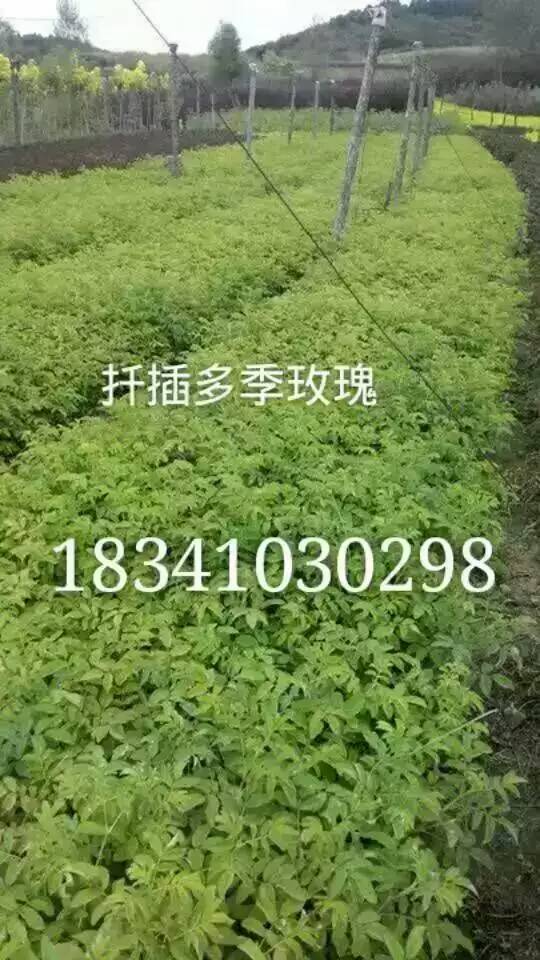 红王子锦带~红王子锦带小苗咨询热线  辽宁五叶地锦  西藏水蜡小苗  通辽京梅