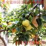 新高梨繁育基地直供《纯》新高梨苗