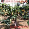 玛瑙梨苗出售量大优惠 源头好梨苗