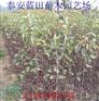 正宗南水梨苗 蓝田苗圃自产自销各种梨苗