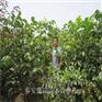 纯正嫁接核桃苗就去泰安蓝田苗圃