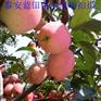 金帅苹果苗价格