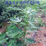 白蜜双果无花果树苗价格