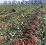 美利亚小苗 黄色无花果苗