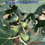 威海青无花果苗价格