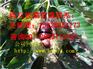 弥渡嫁接板栗苗圃基地产量，板栗苗各个品种特性