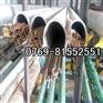 可零切的磷青铜棒 C51000磷铜棒价格 耐高温磷铜棒 热销