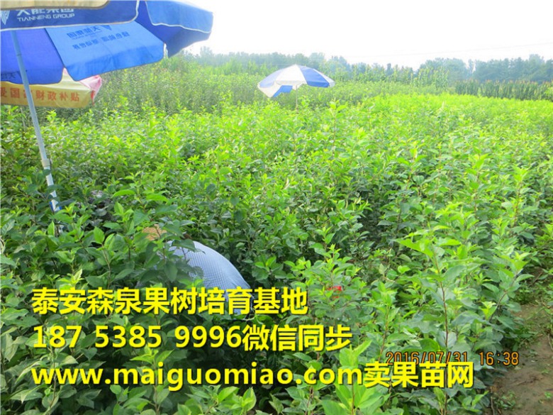 双鸭山早艳苹果苗基地
