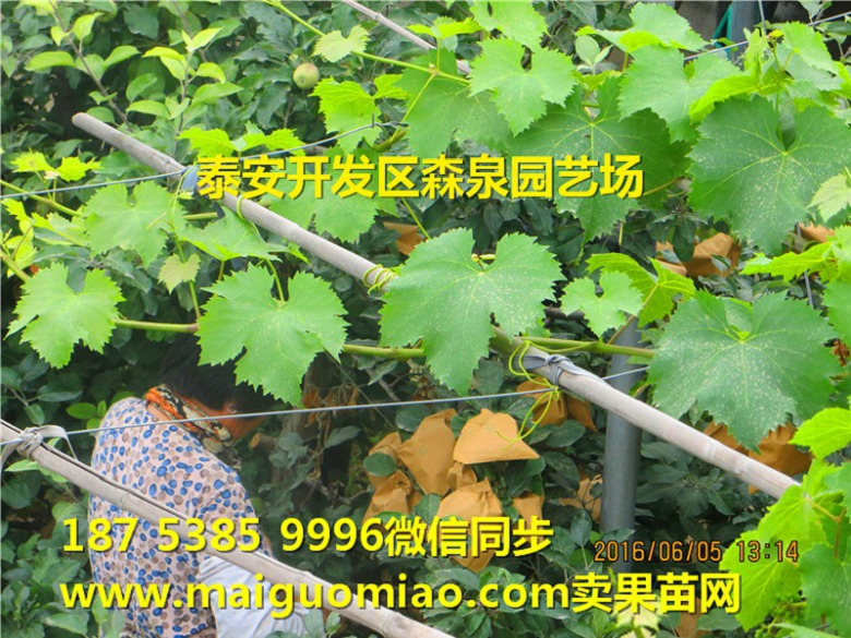 曲靖久光当年生苹果苗