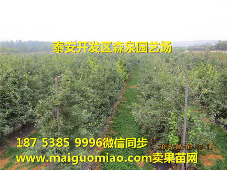 保定岱绿苹果苗小苗