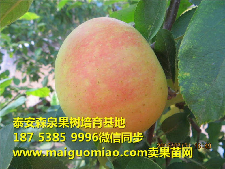 西双版纳傣族自治州秀水苹果苗基地