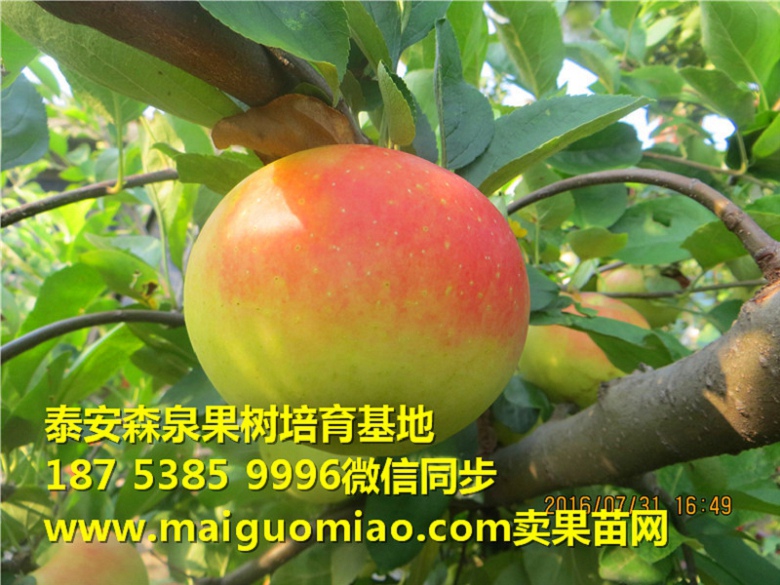 曲靖久光当年生苹果苗