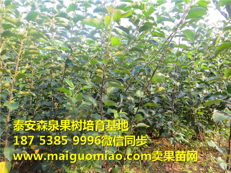 承德宁乡苹果苗