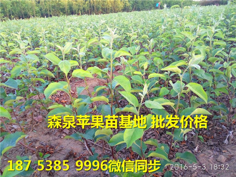 蚌埠瑞雪苹果苗小苗