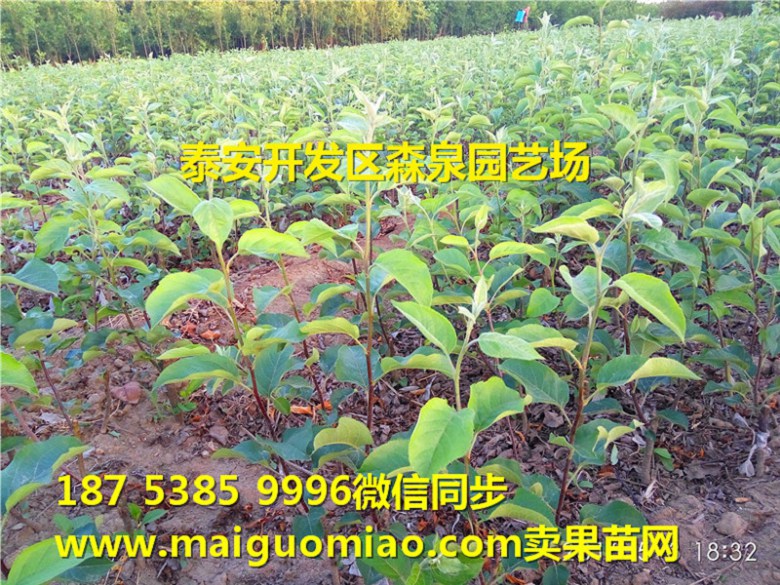 临沂七月天仙苹果苗基地