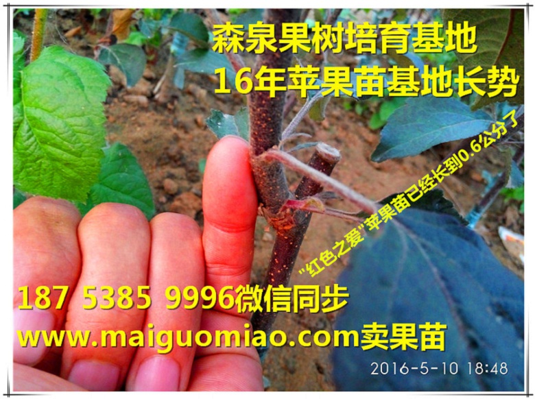 广元青香蕉苹果中熟苹果苗