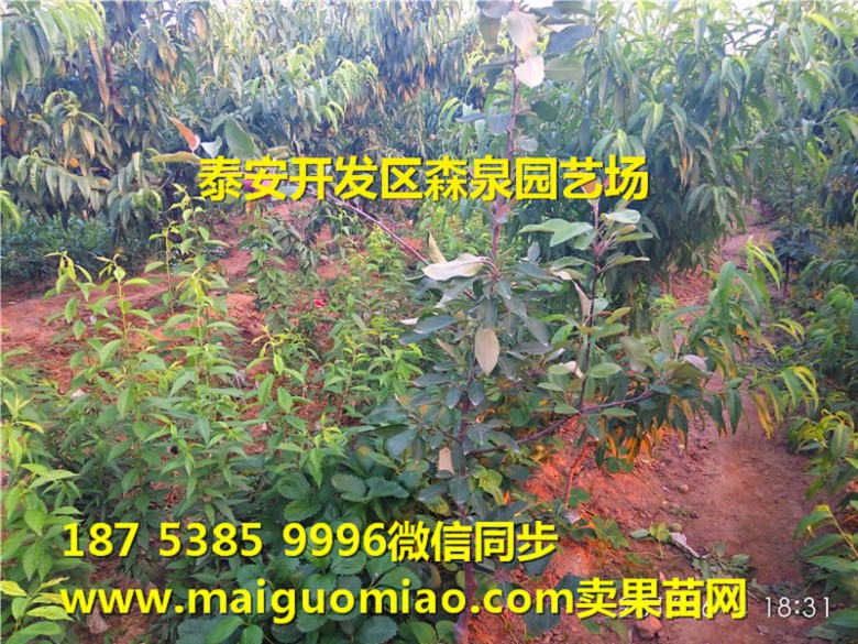 临沂七月天仙苹果苗基地