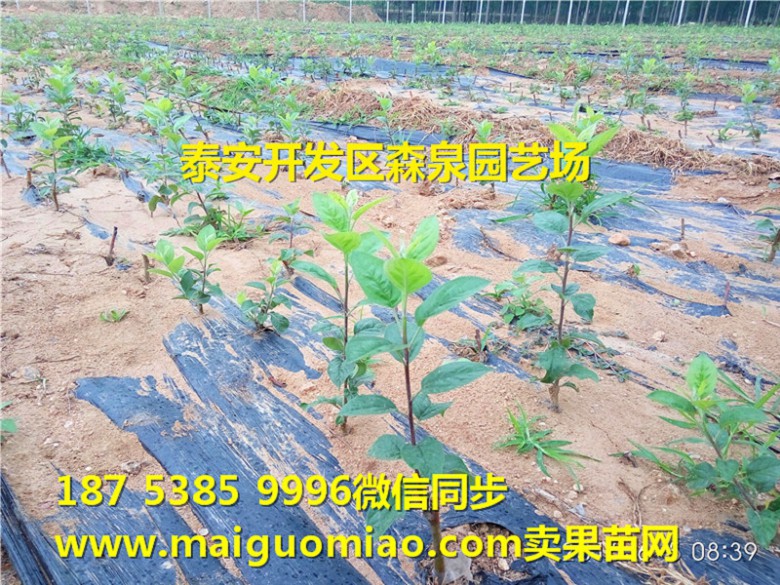 鹤岗中秋王苹果苗批发