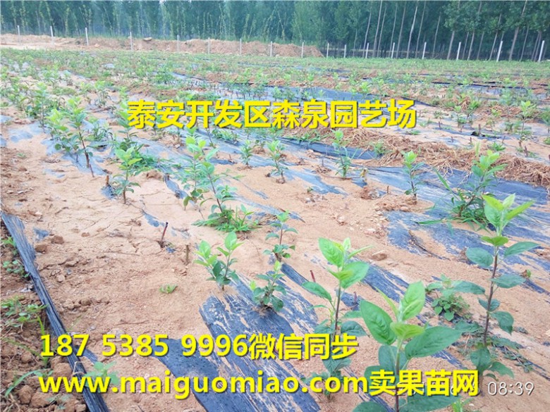 宿州金矮生当年生苹果苗
