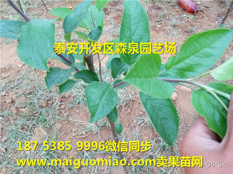 黄南藏族自治州烟富0号苹果苗基地