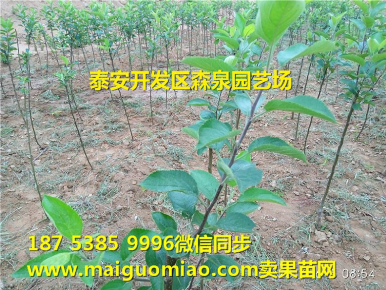 黄南藏族自治州烟富0号苹果苗基地