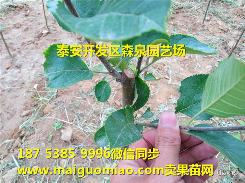 广元青香蕉苹果中熟苹果苗