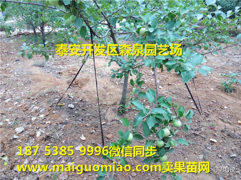 西双版纳傣族自治州秀水苹果苗基地