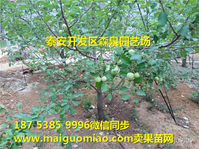 盐城烟富10号矮化苹果苗