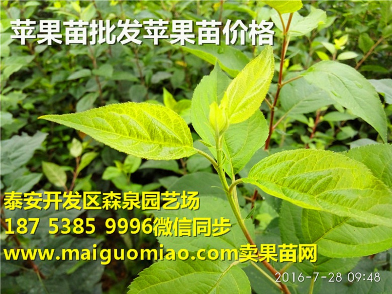 双鸭山早艳苹果苗基地