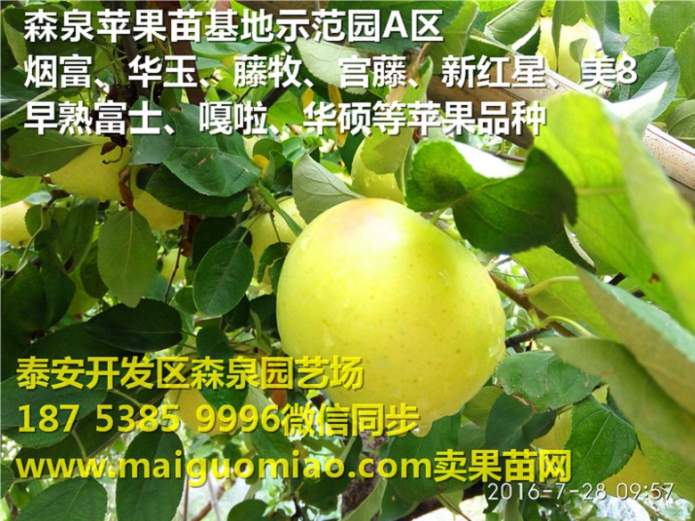 承德宁乡苹果苗