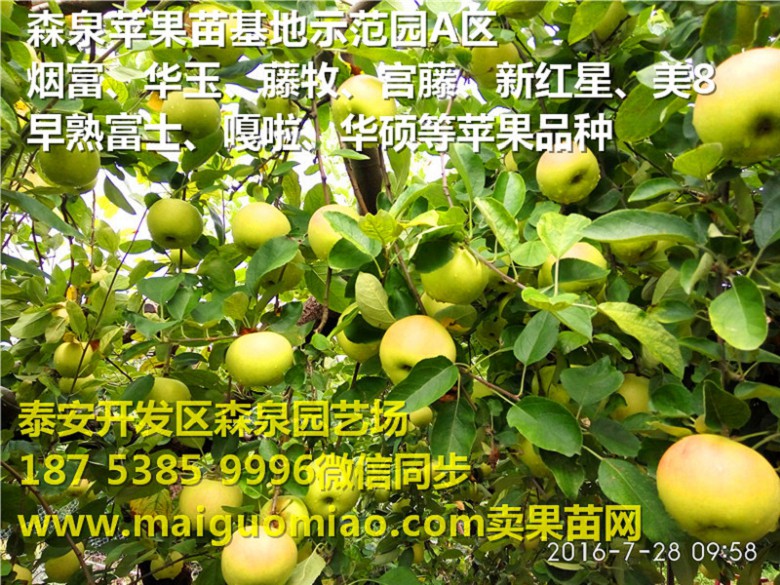 鹤岗中秋王苹果苗批发