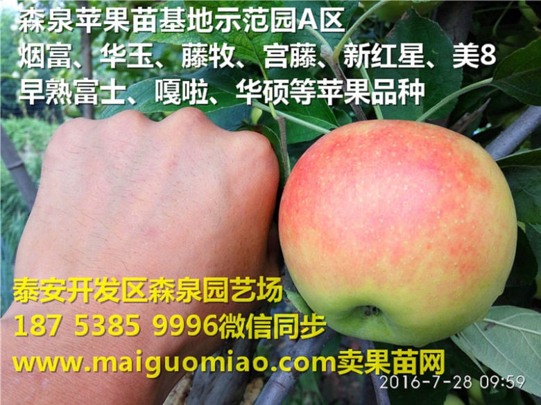 宜昌宁乡7月份成熟