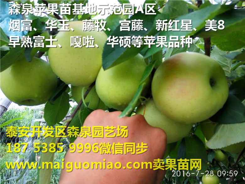 张掖富士王矮化苹果苗