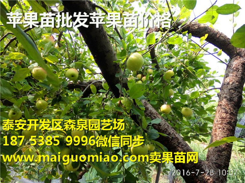 盐城烟富10号矮化苹果苗