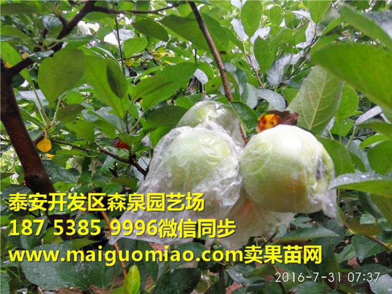 张掖富士王矮化苹果苗