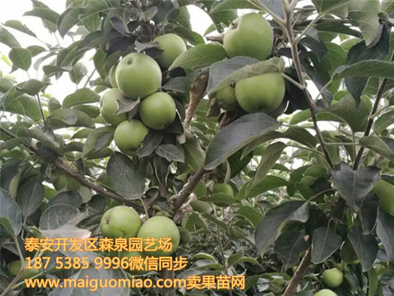 铜陵伏帅苹果苗基地