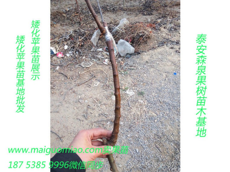 宜昌宁乡7月份成熟